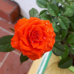 Tân Trương profile icon