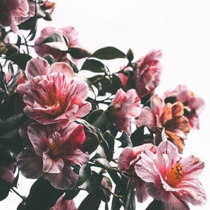 Icha Candramarta profile icon