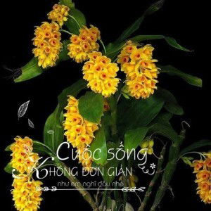 Lan Phương profile icon