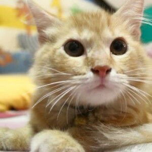 Shafira profile icon