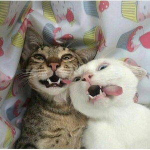 Sinta Juna profile icon