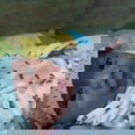 Shamae Artesano Vargas profile icon