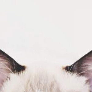 Shellyna Dison profile icon