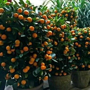 BundaNya Kevin Arnaalynda profile icon