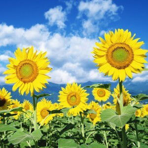 Yau San profile icon