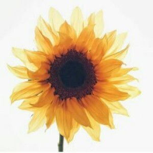 Yuniarsi profile icon