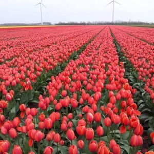 Lin Da Yao profile icon