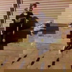 Chee Pang profile icon