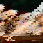 Fella Gms2519 profile icon