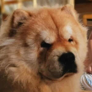 Rebelle Villorejo profile icon