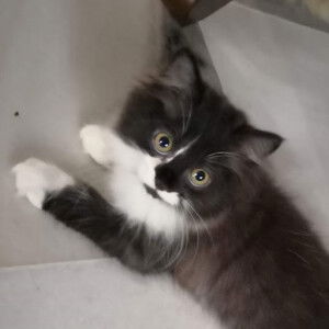 Shani yasin profile icon