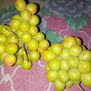 Noounha Nisha profile icon