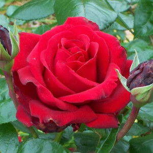 melinda Tang profile icon