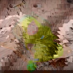 Laila's Collectoin profile icon