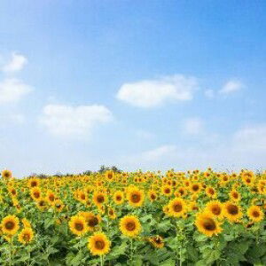 Rifah Masrifah profile icon