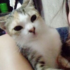 Xie Xia Ler profile icon