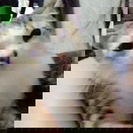 Xie Xia Ler profile icon