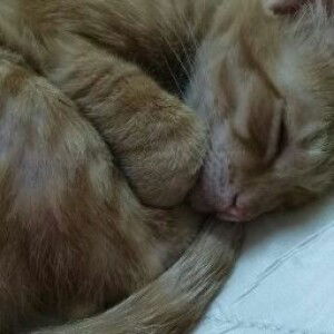 cahaya pengetahuan profile icon