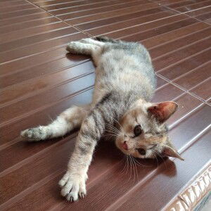 Nimade Evie Muafidhoh profile icon