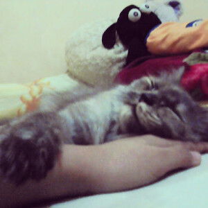 ana sofiana profile icon