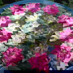 Lakkhana Wongyara profile icon