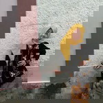 Anizz Firza profile icon