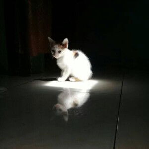 Rizaini P profile icon