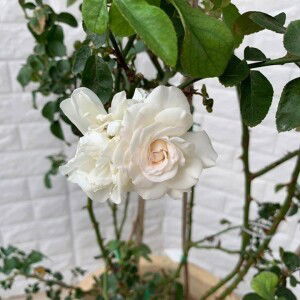 Hidayah Hadie profile icon