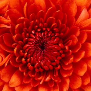 Nguyễn Thắm profile icon