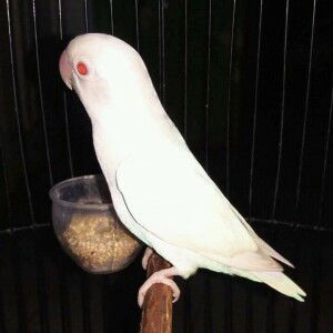 Muhamad Yosep Arlanda profile icon