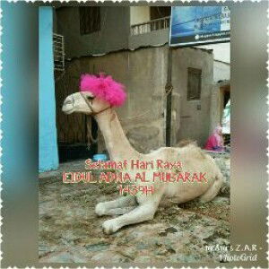 Zaidatul Akmal profile icon