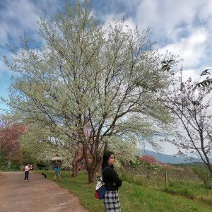 Fearn Natthida Preeprem profile icon