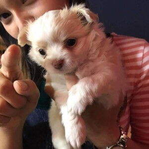 Purimpat Thongsumat profile icon