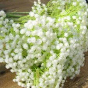 Thu Thủy Lê profile icon