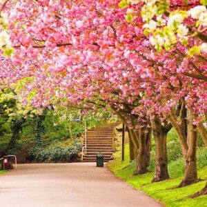 Mekk Ta profile icon