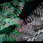 Enti Suhenti Sucielsyanti profile icon