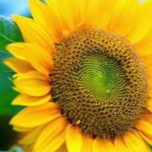 Asri Nur profile icon