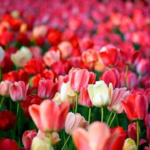 nguyen anhxuan profile icon