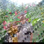 Novia Robeitah Irham profile icon