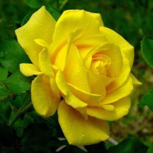 Eza Nurahma profile icon