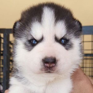 Ssejan Kulot Antipala profile icon