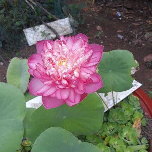 Kim Phuong Nguyen profile icon