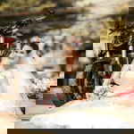 Phornpatcharamon Chainate profile icon