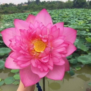 Trần Pé Ngọc Trang profile icon