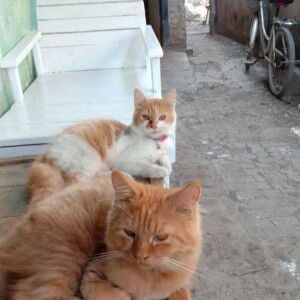 Nonokk D'Riniie profile icon