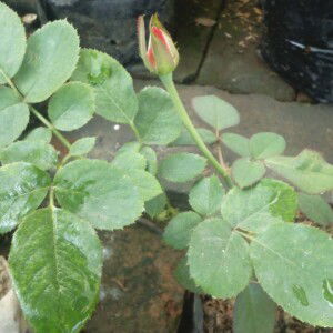 Wahyu Puji profile icon