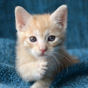 Happy Mom profile icon