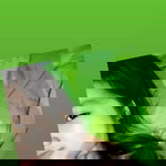 HaniHp HaniHp profile icon