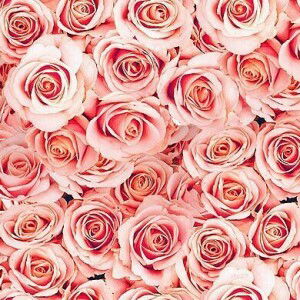 Wan Qaireen profile icon