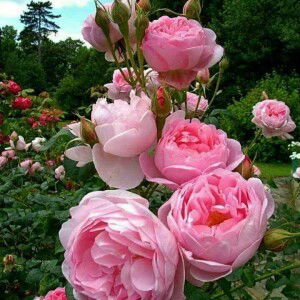 Puji Rahayu profile icon